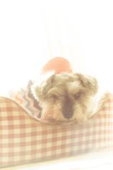 my pretty dog # 151