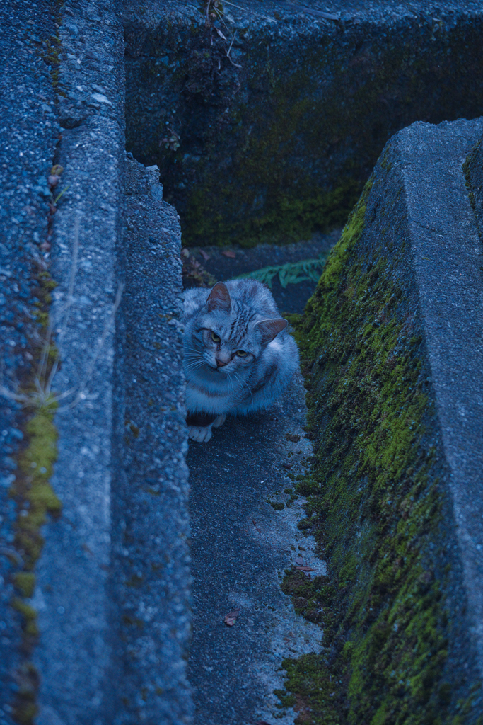 吾輩は猫である、ニャー # 1121