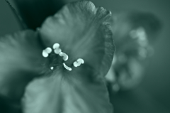 ムラサキツユクサ