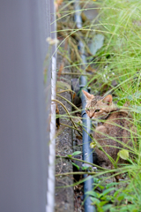 吾輩は猫である、ニャー # 349