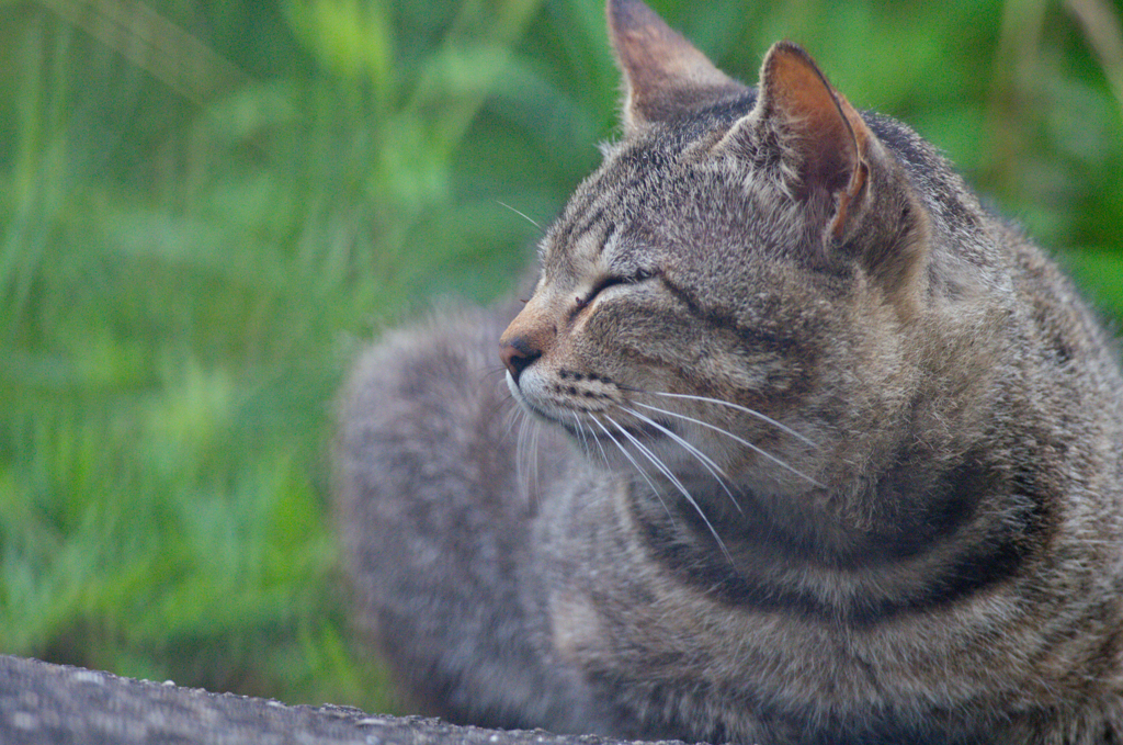 吾輩は猫である、ニャー # 351
