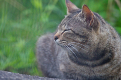 吾輩は猫である、ニャー # 351