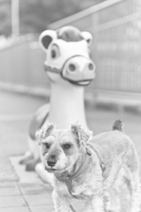 my pretty dog # 41