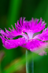 カワラナデシコ