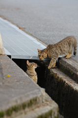 吾輩は猫である、ニャー # 402