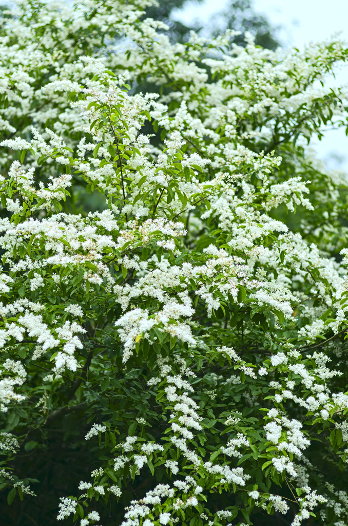 積雪のような木