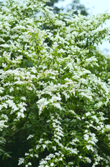 積雪のような木