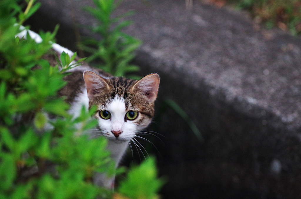 吾輩は猫である、ニャー # 63