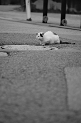 吾輩は猫である、ニャー # 609