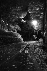 夜明け前散歩
