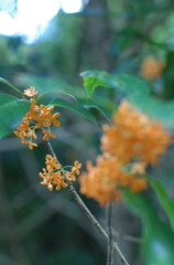 秋の草花　～キンモクセイ～