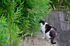 吾輩は猫である、ニャー # 798