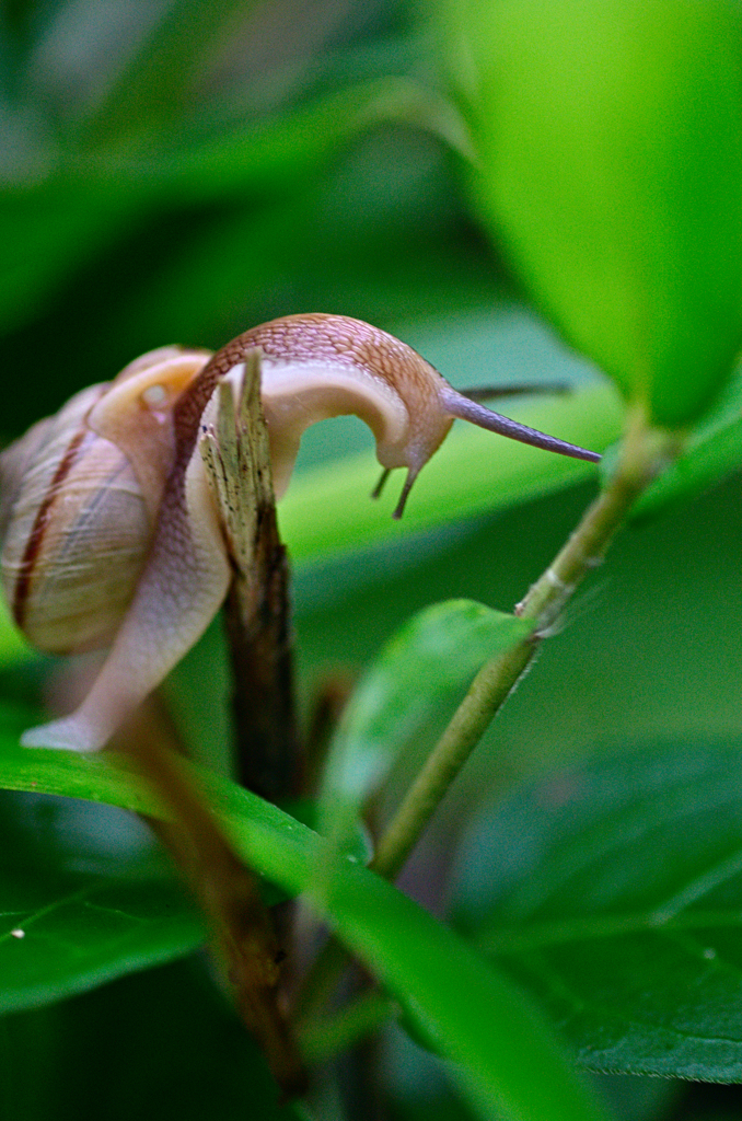 カタツムリ