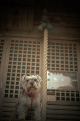 my pretty dog # 137