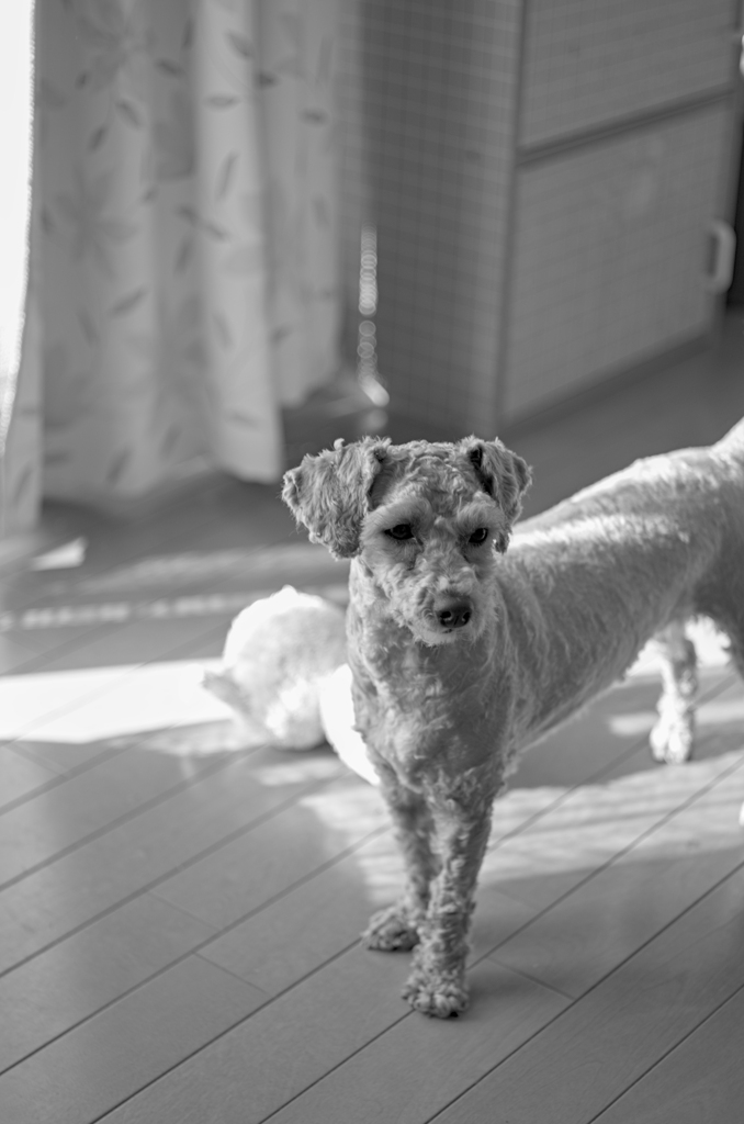 my pretty dog Ⅱ # 302