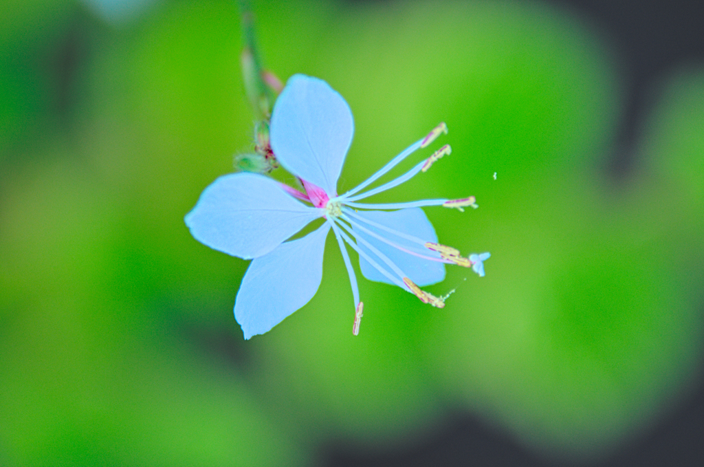 ハクチョウソウ
