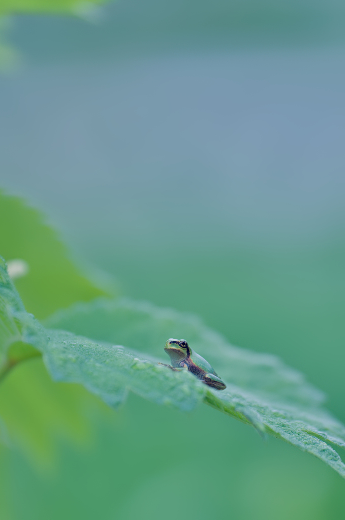 カエル