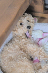 my pretty dog Ⅱ # 178