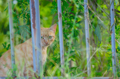吾輩は猫である、ニャー # 414