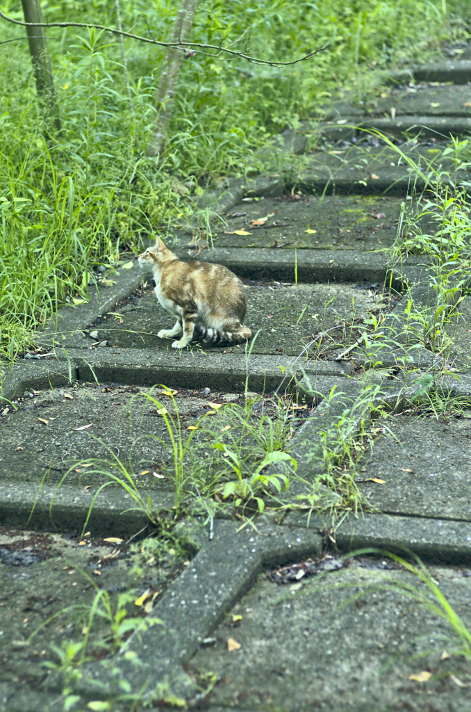 吾輩は猫である、ニャー # 271