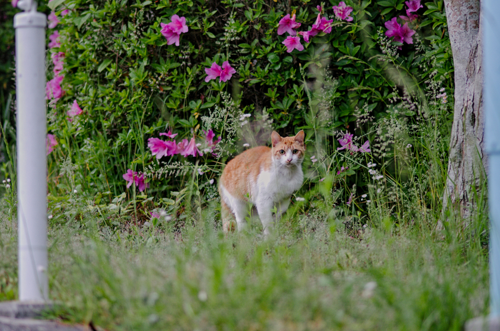 吾輩は猫である、ニャー # 984