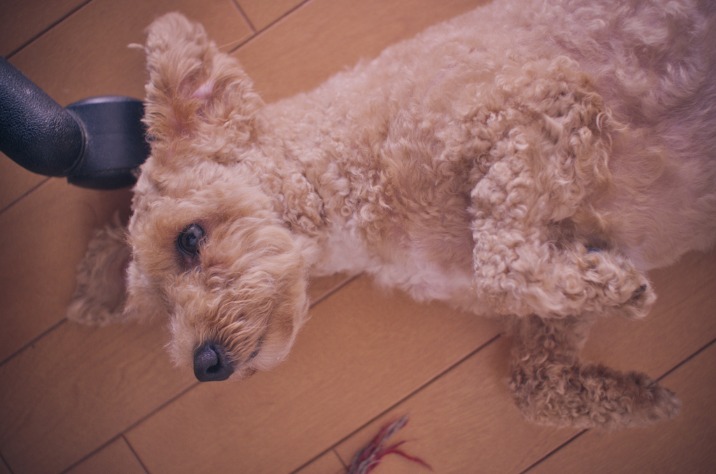 my pretty dog Ⅱ # 407