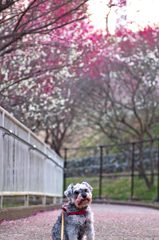my pretty dog # 160