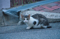 吾輩は猫である、ニャー # 614