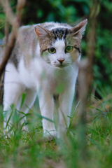 吾輩は猫である、ニャー # 464