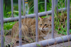 吾輩は猫である、ニャー # 647