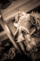 my pretty dog # 77