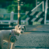 my pretty dog Ⅱ # 314