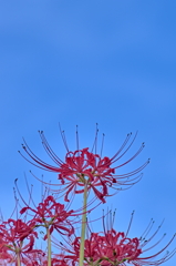 彼岸花