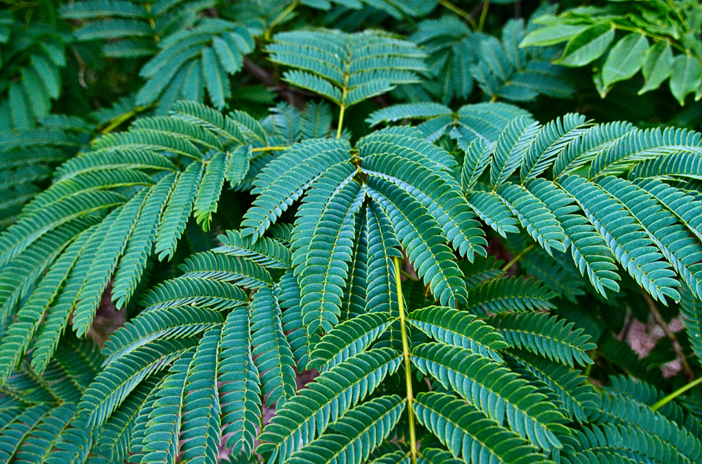 葉っぱいろいろ