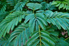 葉っぱいろいろ