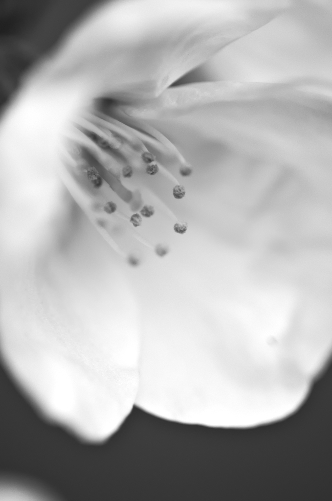モノクロ桜