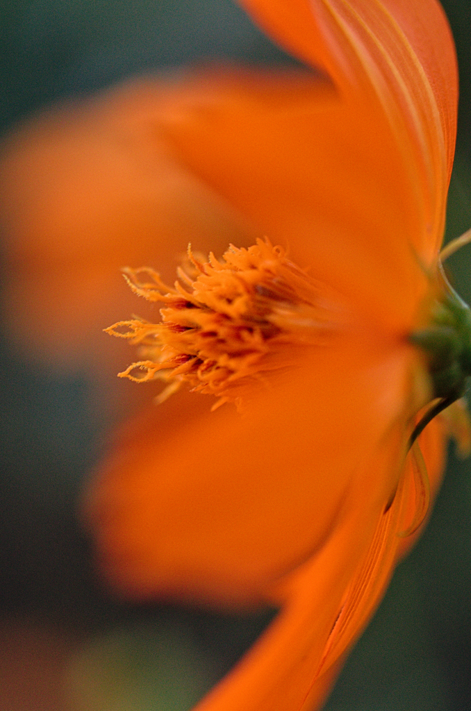 キバナコスモス