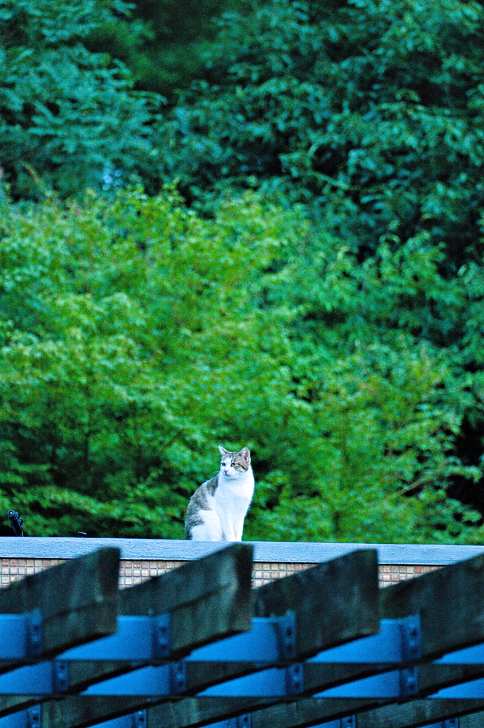 吾輩は猫である、ニャー # 591