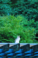 吾輩は猫である、ニャー # 591