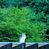 吾輩は猫である、ニャー # 591