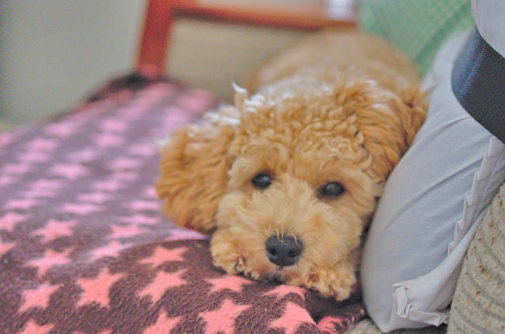 my pretty dog Ⅱ # 51