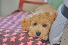 my pretty dog Ⅱ # 51