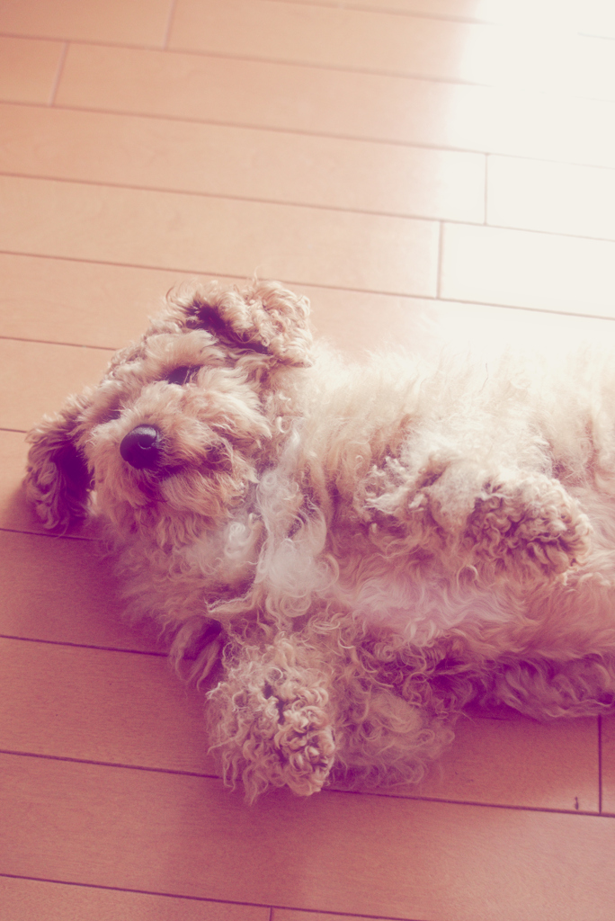 my pretty dog Ⅱ # 279