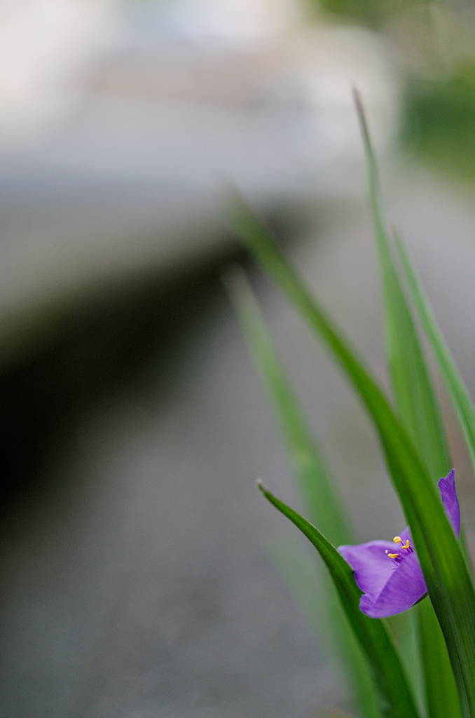 ムラサキツユクサ