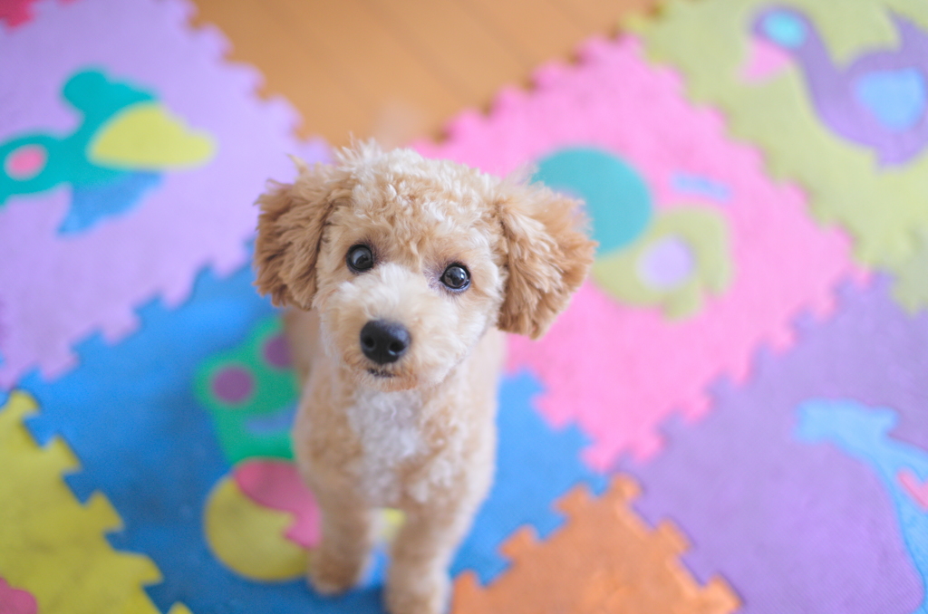 my pretty dog Ⅱ # 35