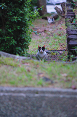 吾輩は猫である、ニャー # 622