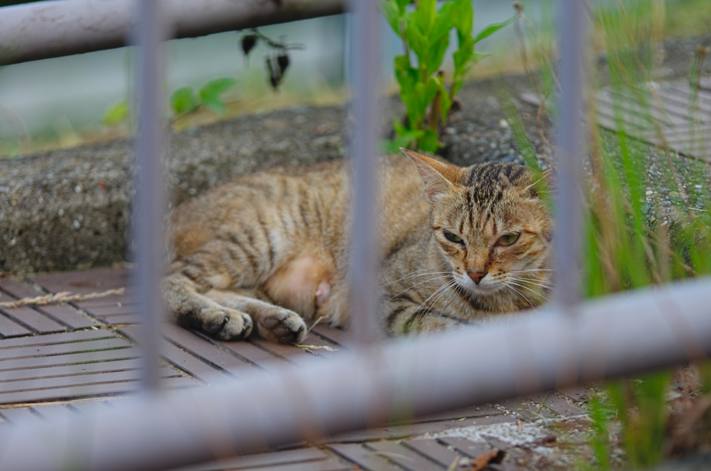吾輩は猫である、ニャー # 436