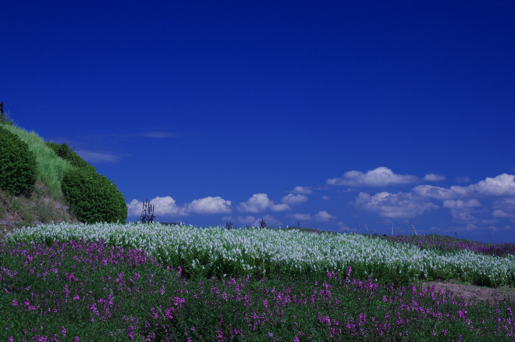 花と青空