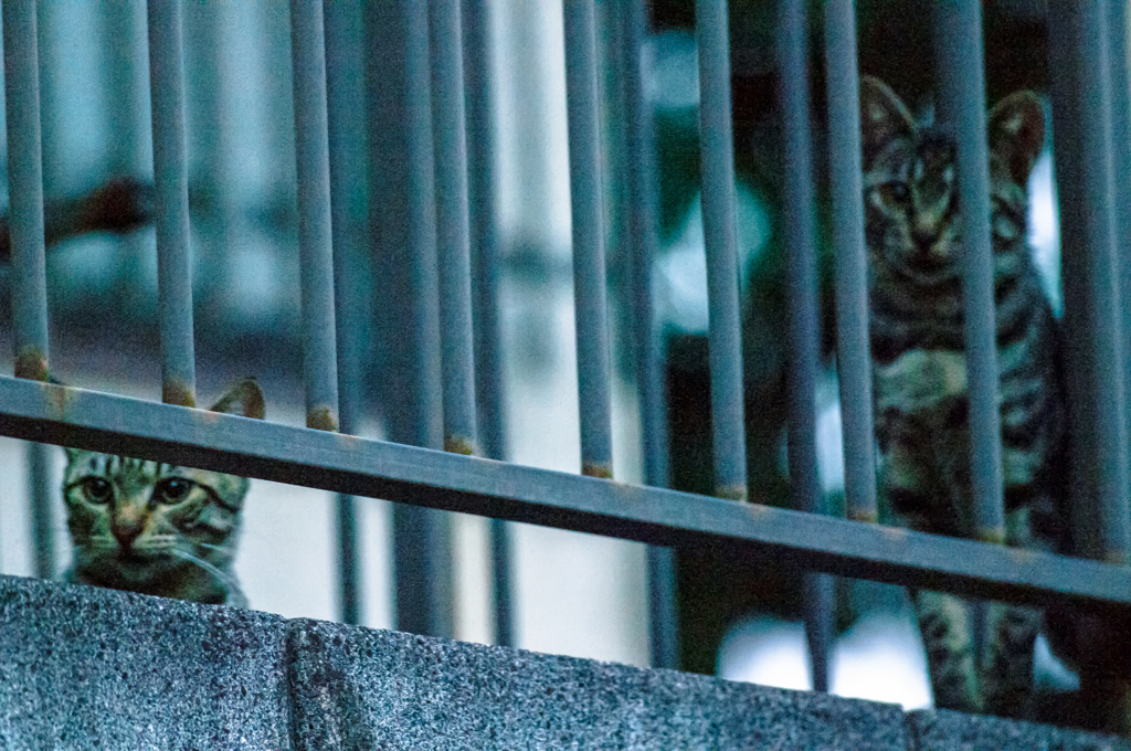 吾輩は猫である、ニャー # 51