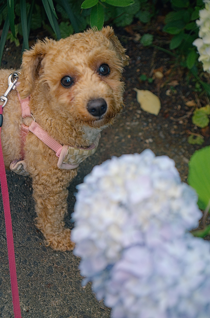 my pretty dog Ⅱ # 331